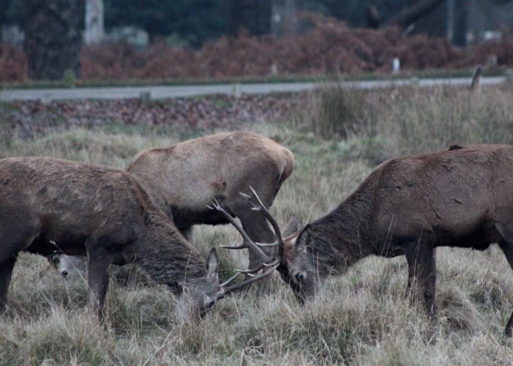 A photo series – Richmond&nbsp;Park.