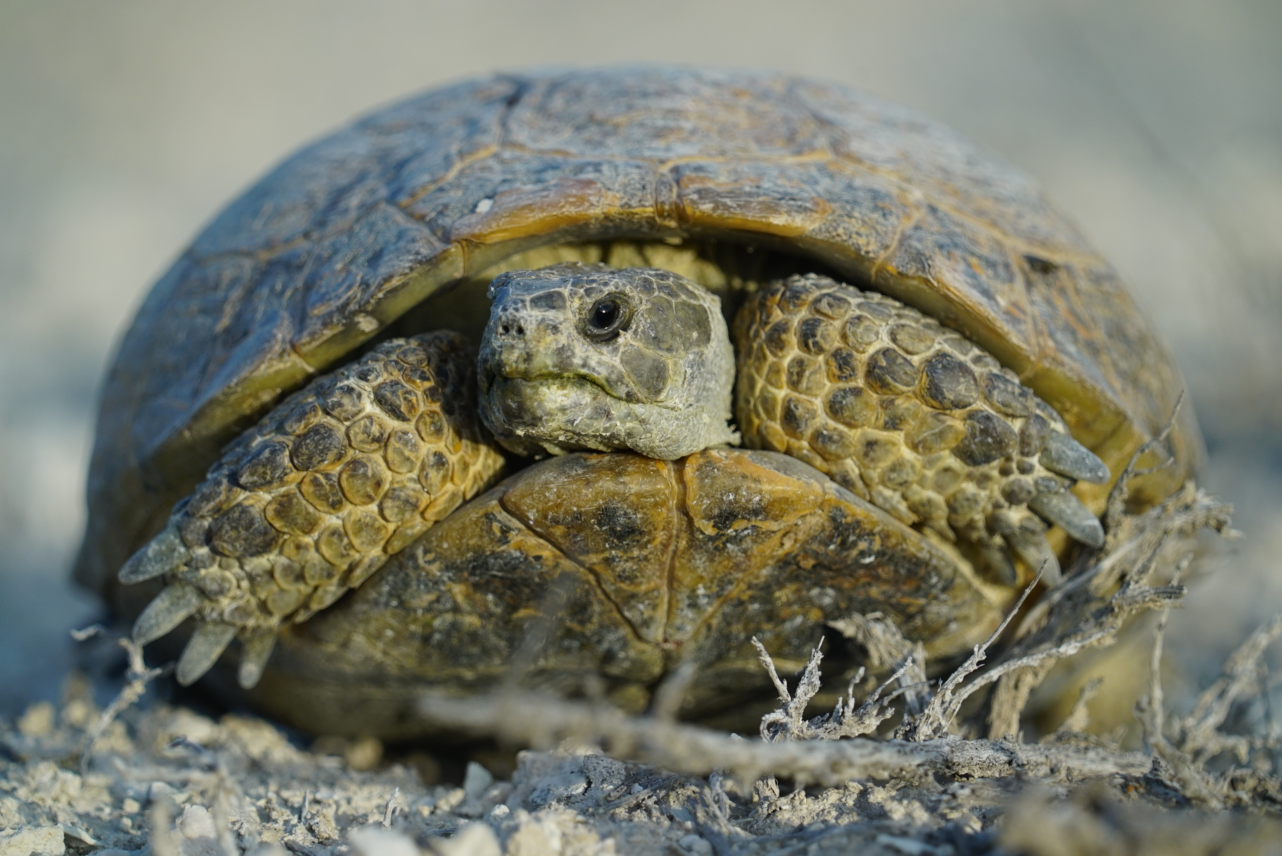 トータス/スタンダーズ Tortoise Standards (Tortoise album) - Wikipedia